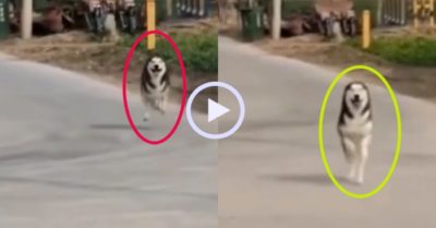 Video: Cậu chủ đốt pháo sáng gọi, Husky chạy như bay về nhà