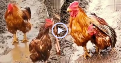 Video: Gà trống ga lăng xòe cánh che mưa cho gà mái