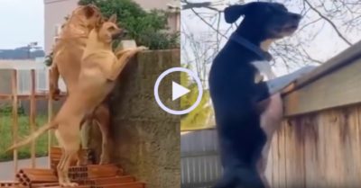 Video: Những chú chó trèo tường hóng chuyện hàng xóm