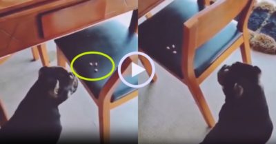 Video: Chú chó thổi đồ ăn xuống sàn nhà để thoát tội ăn vụng
