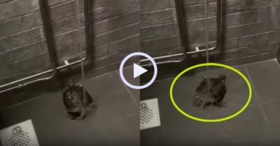 Video: Khi chú rùa sắm vai siêu quậy