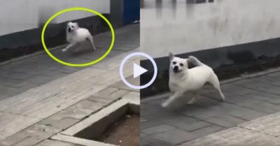 Video: Chú chó nhảy chân sáo trên đường đi gặp bạn