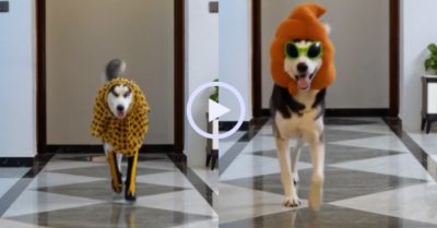 Video: Chó Husky trình diễn thời trang