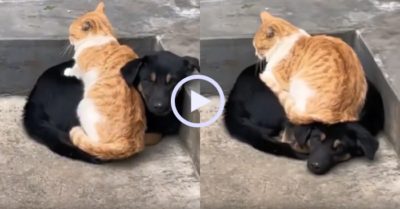 Video: Chú chó nhẫn nhịn khi bị mèo ‘đè đầu cưỡi cổ’