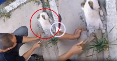 Video: Ông chủ đập ống bê tông giải cứu mèo cưng