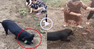Video: Chú chó nhiệt tình bới đất trồng rau giúp gia chủ