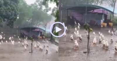 Video: Đàn vịt bất động dưới trời mưa