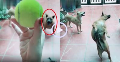 Video: Chú chó ngã dập mông khi bắt bóng