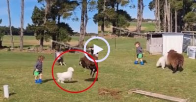 Video: Chó cưng giải cứu cậu chủ khỏi chú cừu hiếu động