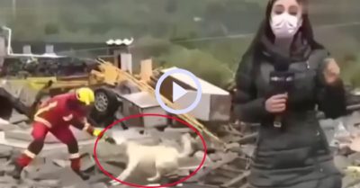 Video: Chú chó giằng co với lính cứu hộ trên sóng truyền hình