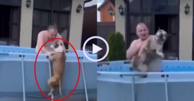Video: Chủ khổ sở ngăn chó cưng nhảy vào bể bơi