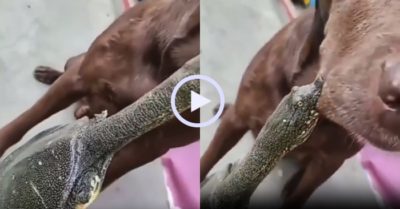 Video: Chú chó hiền lành cam chịu khi bị rùa cắn vào mặt