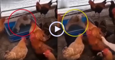Video: Đàn gà tụ tập xem hai chú cún đấu vật
