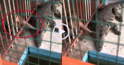 Video: Khỉ tận tình chăm sóc cá sấu qua khung sắt