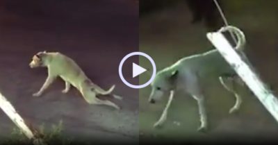 Video: Chú chó giả què đánh lừa người đi đường