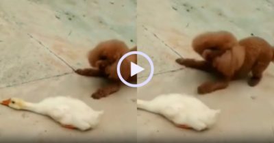 Video: Chú vịt tinh ranh nằm im giả chết lừa cún con