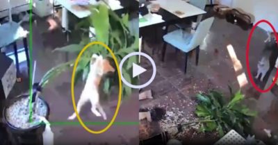 Video: Camera minh oan mèo xám tội làm vỡ chậu cây