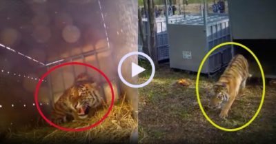 Video: Hổ ngỡ ngàng khi được thả về rừng