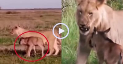 Video: Linh dương đầu bò nhầm sư tử là mẹ