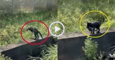 Video: Mèo bắt chuột điệu nghệ