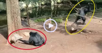 Video: Khỉ chạy thục mạng vì trót dại trêu nhím