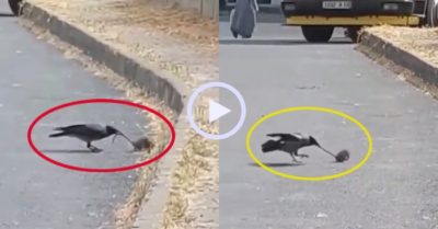 Video: Quạ bám theo cắn đuôi, trêu đùa khiến chuột phát cáu