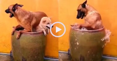 Video: Chú chó ‘lấy thịt đè người’ tranh chỗ tắm