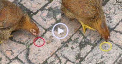 Video: Gà mái mổ kiến trăm phát đều trượt