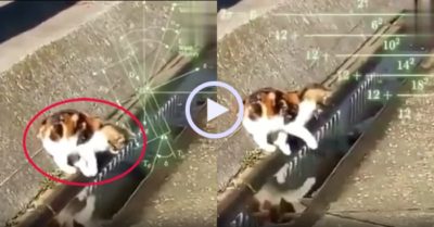 Video: Chú mèo đau đầu tính toán cách đi qua rãnh nước