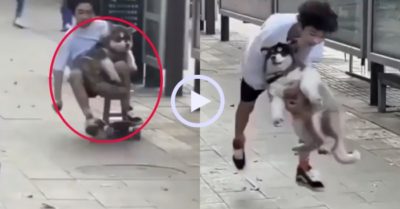 Video: Chó Husky hoang mang khi đi xe lắc cùng cậu chủ