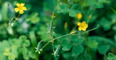 3 loại cây dại giúp phụ nữ làm đẹp hiệu quả hơn cả mỹ phẩm đắt tiền