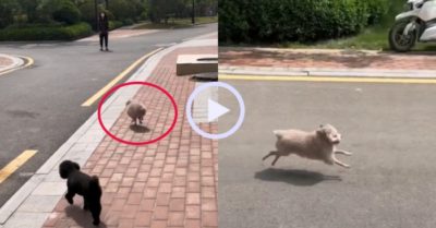 Video: Chú chó biến thành ‘cừu’ vì gia chủ cắt lông