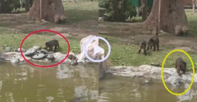 Video: Khỉ gây sự khi đẩy cả đàn rùa xuống hồ