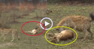 Video: Linh dương tẩu thoát ngoạn mục trước hai kẻ săn mồi khét tiếng