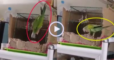 Video: Chú vẹt ương bướng chỉ nghe lời chủ nhà
