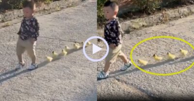 Video: Đàn vịt con xếp hàng theo cậu chủ xuống phố dạo chơi