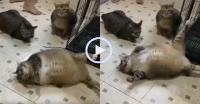 Video: Cả gia đình mèo hóa ‘sumo’
