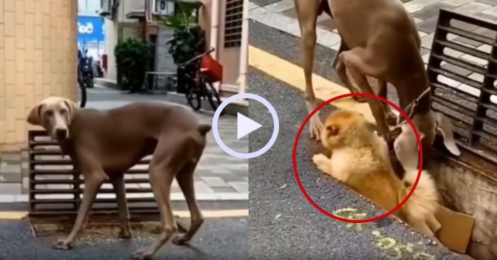 Video: Chú chó dùng thùng carton giải cứu đồng loại mắc kẹt