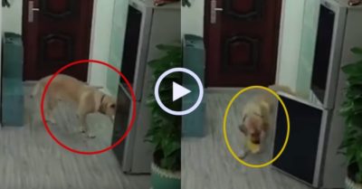 Video: Camera ghi cảnh chú chó mở tủ lạnh trộm thức ăn