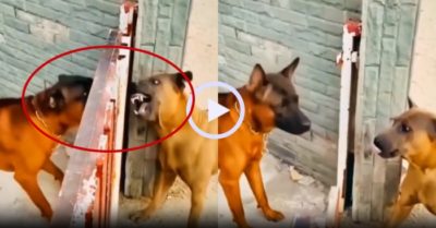 Video: Chó dữ dừng khẩu chiến khi cổng mở