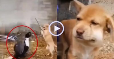 Video: Vịt hung dữ ‘đại chiến’ cún cưng