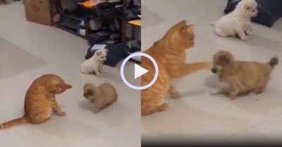 Video: Chú cún “kinh hồn bạt vía” khi thấy bạn mình bị mèo bạt tai