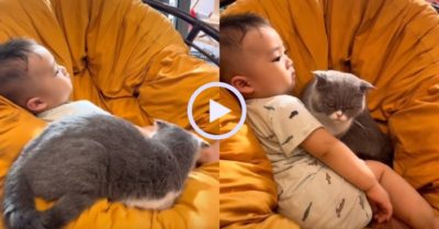 Video: Chú mèo rón rén từng bước chui vào nằm cạnh em bé