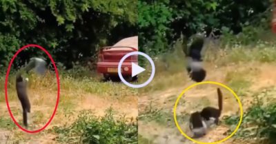 Video: Đàn chim hợp sức phản công chú mèo