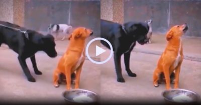 Video: Chú chó vàng ngồi im trêu ngươi đối phương