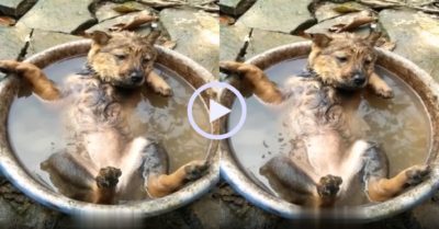 Video: Chú cún nằm phơi bụng ngâm mình trong chậu nước