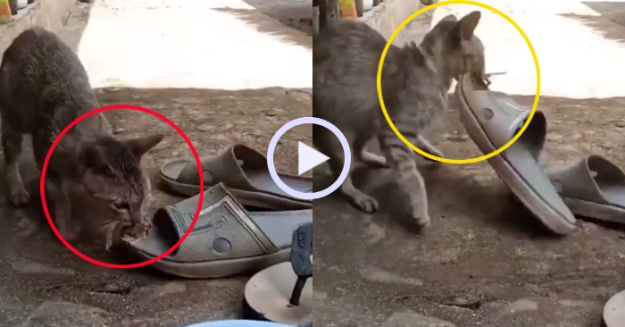Video: Chú mèo vờ gặm xương để trộm dép