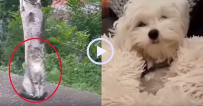 Video: Những pha ‘ẩn thân chi thuật’ của chó, mèo