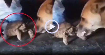 Video: Chú chó nổi quạu vì bị rùa trêu chọc