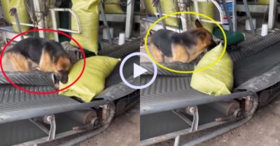 Video: Chú chó Becgie nhiệt tình giúp chủ chuyển hàng
